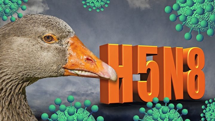 Vogelgrippe: Landkreise ergreifen Gegenmaßnahmen