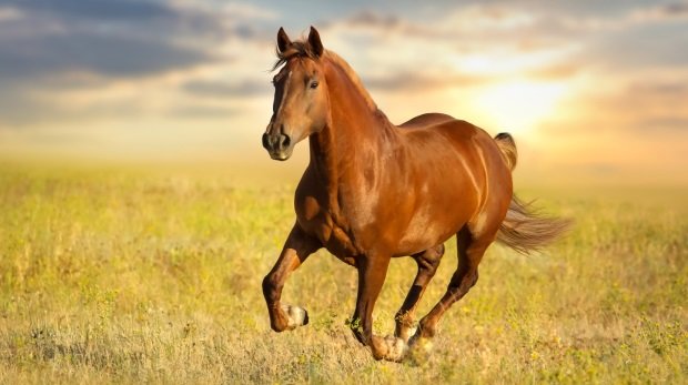 Tote Pferde durch Herpes-Virus: Im Reitsport geht die Angst um