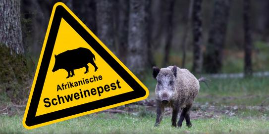 Schweinepest in MV nun auch bei Wildschwein nachgewiesen