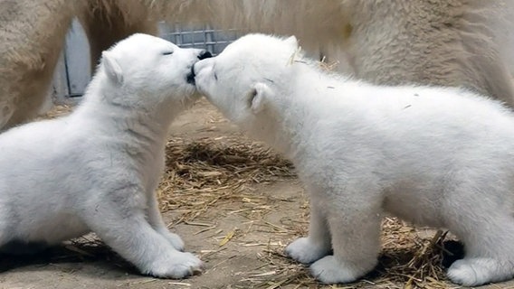 Abstimmung über Namen für Eisbär-Zwillinge im Rostocker Zoo