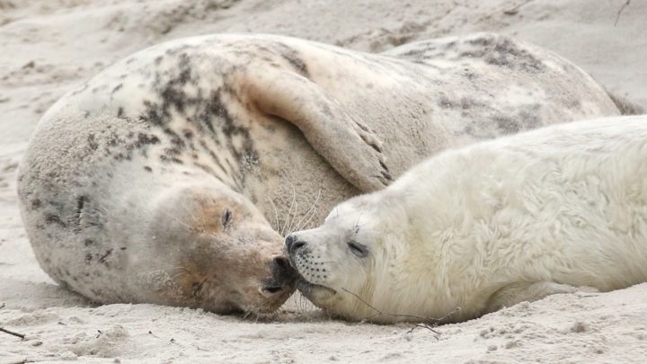 Robben in MV: BUND informiert über Tierschutz an der Ostsee