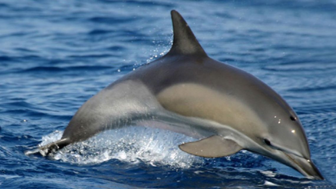 Seltene Gäste in der Ostsee: Delfine bei Wismar gesichtet