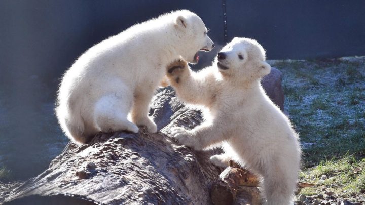 Rostocker Zoo: Eisbär-Mädchen heißen Kaja und Skadi