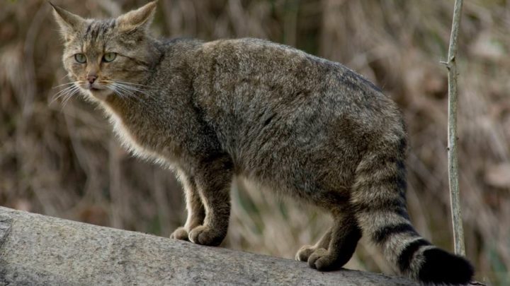 Comeback: Ist die Europäische Wildkatze zurück in MV?