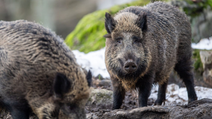 Schweinepest in MV: Zwei neue Fälle bestätigt