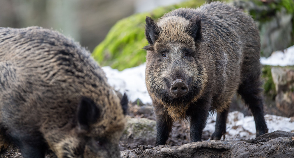 Schweinepest in MV: Zwei neue Fälle bestätigt