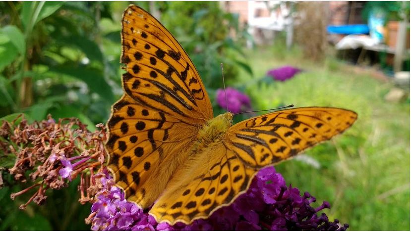 Kaisermantel ist „Schmetterling des Jahres“