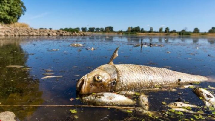 Fischsterben in der Oder: Schadstoffe könnten MV heute erreichen