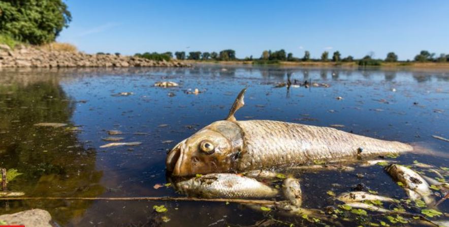 Massenhaftes Fischsterben Quecksilber in Wasserproben aus Oder nachgewiesen