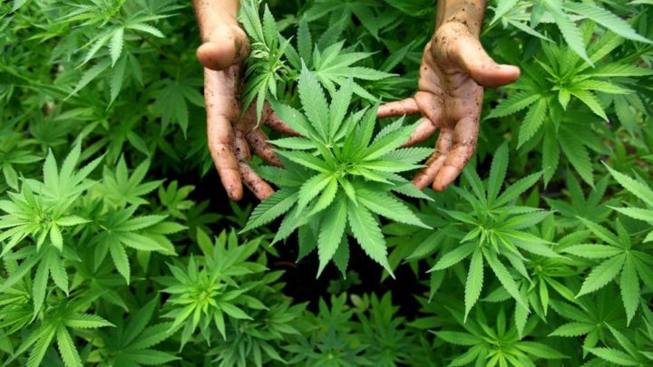 Ankershagen: 1.500 Marihuana-Pflanzen bei Razzia mit SEK entdeckt