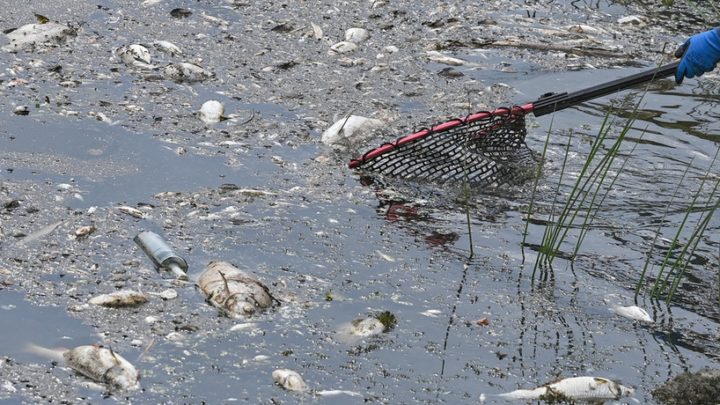 Fischsterben in der Oder Suche nach Tätern, Sorgen um die Ostsee