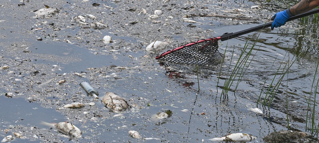 Fischsterben: Giftige Algen als Ursache?