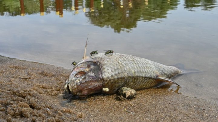 Tote Fische in Gewässer in Westmecklenburg – Polizei ermittelt