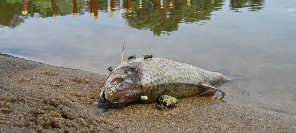 Tote Fische in Gewässer in Westmecklenburg – Polizei ermittelt