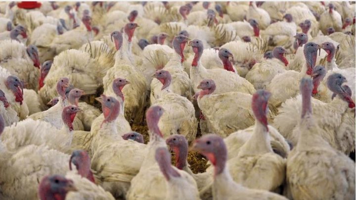 Trotz weniger Tötungen in MV: Vogelgrippe auf dem Vormarsch