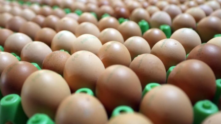 Experten: Zu Ostern ziehen die Eierpreise an