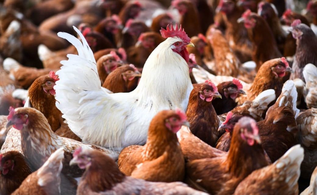 WHO warnt: Vogelgrippe für Menschen immer gefährlicher