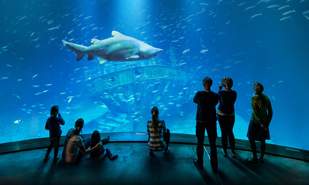 Der Frühjahrsputz der Wale im Ozeaneum Stralsund