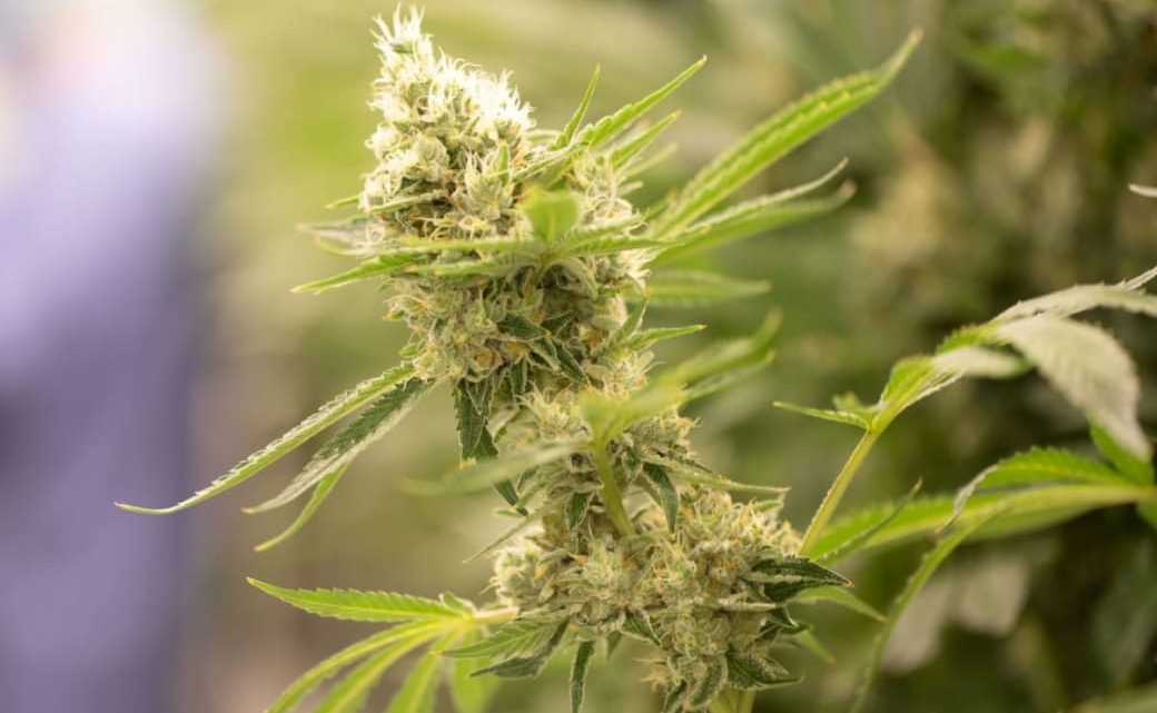 Gutachten: Cannabis-Legalisierung ist illegal