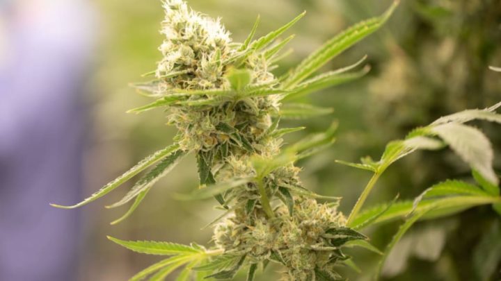 Cannabis-Legalisierung: Was die Bundesregierung plant