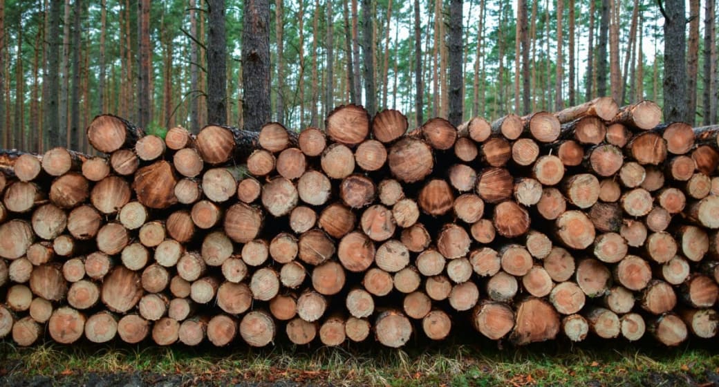 Warum in Deutschland immer mehr Holz verfeuert wird