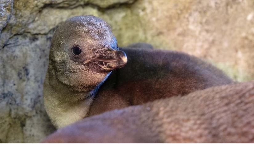 Stralsund: Nachwuchs bei den Humboldt-Pinguinen im Ozeaneum