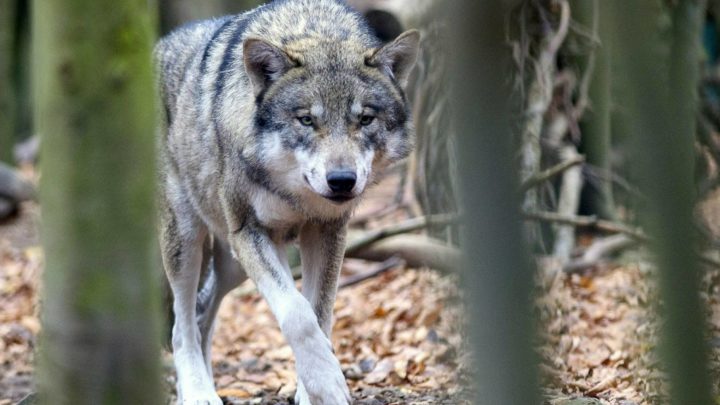Der Schäfer und der Wolf: Herdenschutz mit Zaun und Hunden
