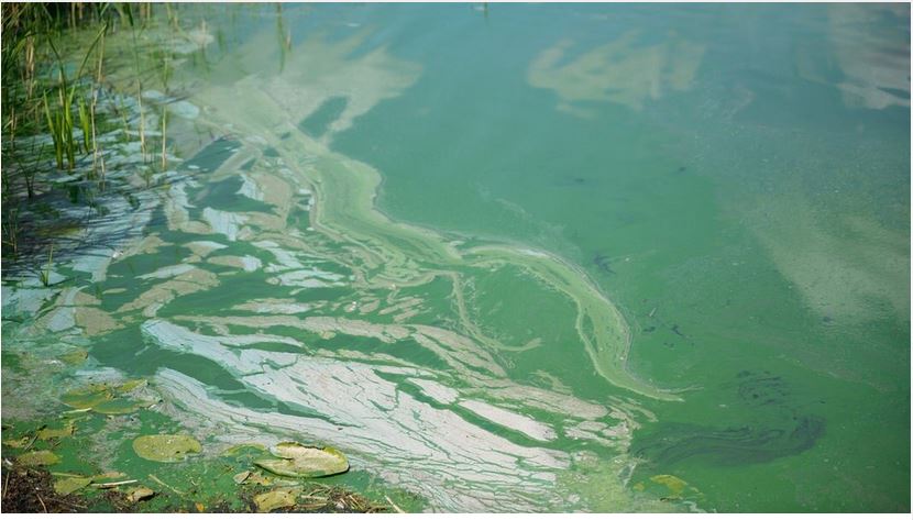 Bad Stuer: Großer Blaualgenteppich auf Plauer See