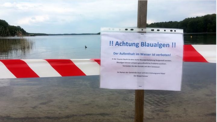 Entwarnung in Bad Stuer: Keine Blaualgen mehr auf Plauer See