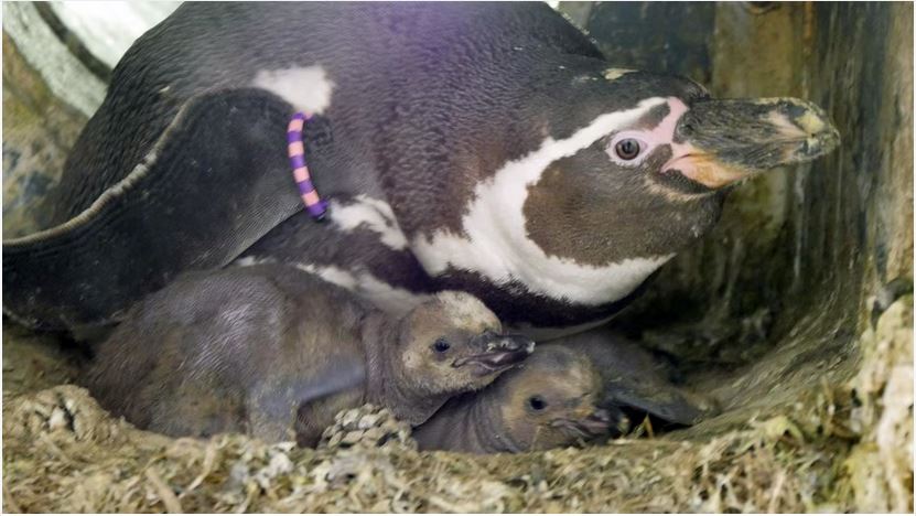 Rostocker Zoo: Nachwuchs bei den Humboldpinguinen