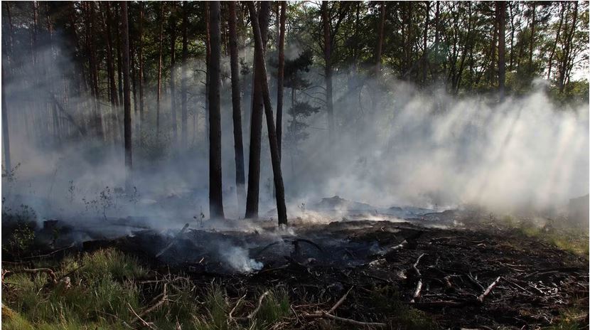 Waldbrand im Landkreis Ludwigslust-Parchim