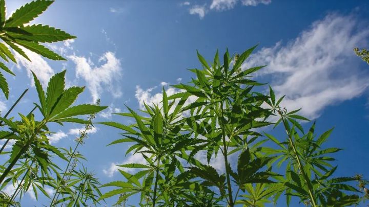 Gesetzentwurf des Gesundheitsministeriums – Milliarden-Einsparung durch Cannabis-Legalisierung?