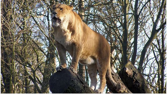 Berlin: Polizei warnt vor freilaufender Löwin