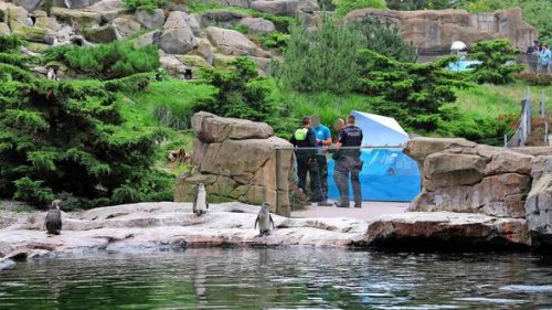 Toter Pinguin im Rostocker Zoo: Erleichterung nach Untersuchungen