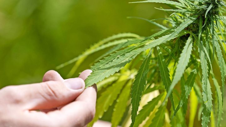 Bundesregierung will Cannabis-Legalisierung: Reaktionen aus MV