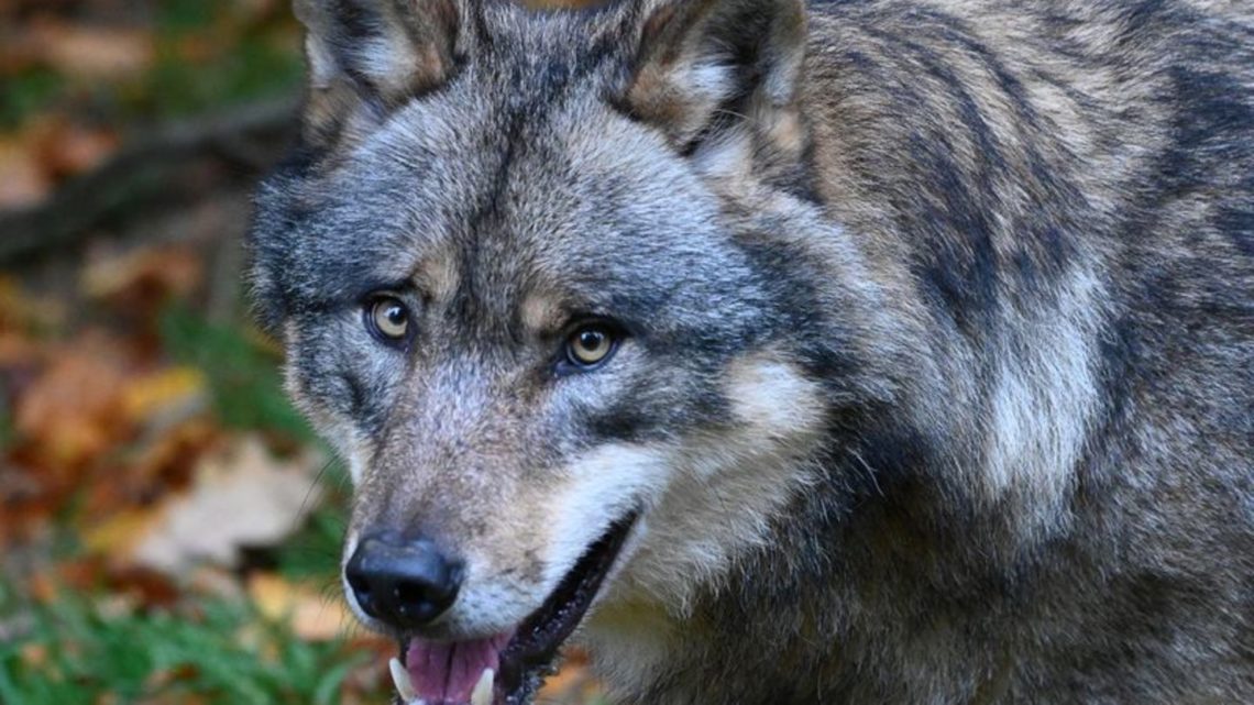 Schnell und unbürokratisch: Wölfe sollen leichter geschossen werden dürfen