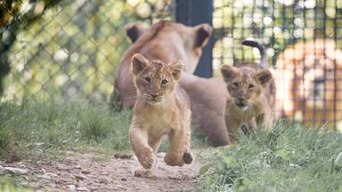 Löwen-Nachwuchs im Schweriner Zoo: Namen für Jungtiere gesucht