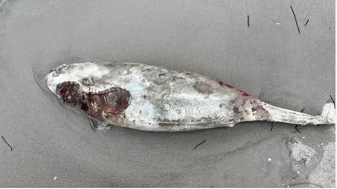 Toter Schweinswal in Ahrenshoop angespült