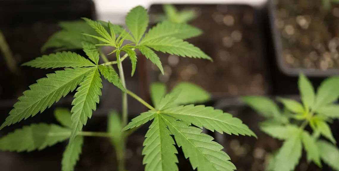 Diskussion über Teil-Legalisierung Fachleute werben für Zustimmung zu Cannabis-Gesetz