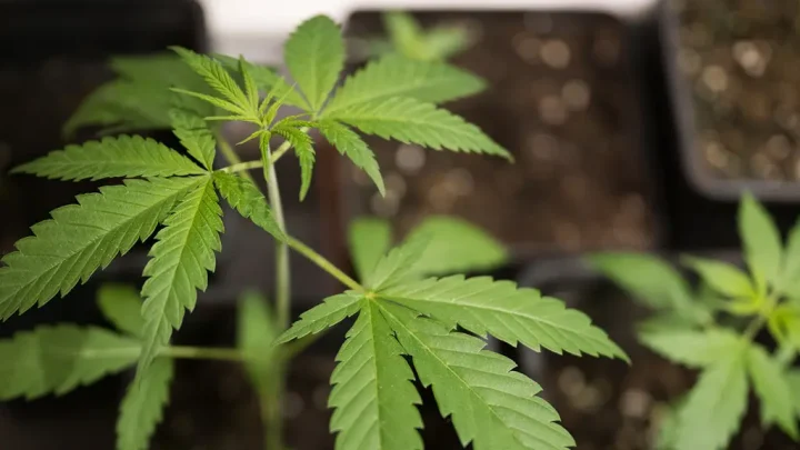 Diskussion über Teil-Legalisierung Fachleute werben für Zustimmung zu Cannabis-Gesetz