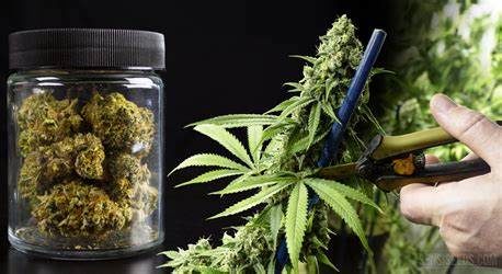 Bundesrat billigt Cannabis-Gesetz – Nordländer sind skeptisch