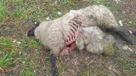 Redderstorf: Vermutlich 19 Schafe von Wolf gerissen
